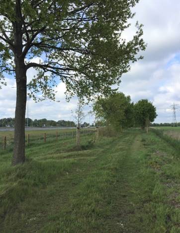 Aanplant nieuwe bomen